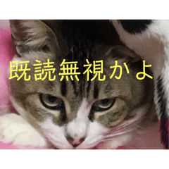 [LINEスタンプ] にゃーお！