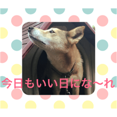 [LINEスタンプ] 日本犬のほのぼのスタンプ