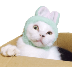 [LINEスタンプ] つぶのスタンプ