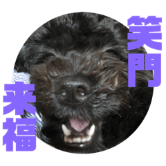 [LINEスタンプ] トイプードルとシーズーのMIX犬エマ 4
