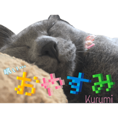 [LINEスタンプ] よくつかえるかわいいねこちゃんず
