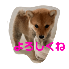 [LINEスタンプ] 豆柴らいす
