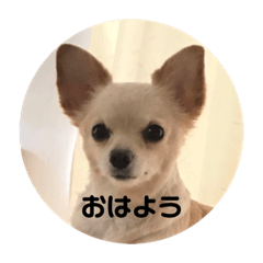 [LINEスタンプ] とりすたんぷ 〜特別編〜