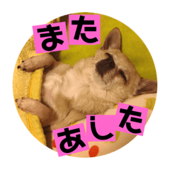 [LINEスタンプ] 妖怪足舐めずり（チワワ）