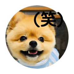 [LINEスタンプ] ポメラニアンのルークです。