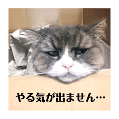 [LINEスタンプ] カウ・ワウ