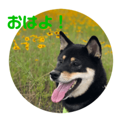 [LINEスタンプ] 柴犬 陸☆宙の挨拶スタンプ II