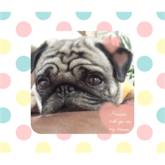 [LINEスタンプ] 愛らしいパグ