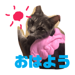 [LINEスタンプ] 我が家のにゃんスタ