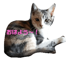 [LINEスタンプ] 三毛猫ショコラ