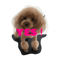 [LINEスタンプ] Rooney君パート2