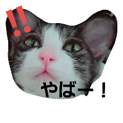 [LINEスタンプ] うちの無愛想な猫
