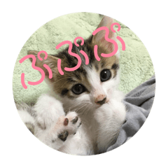 [LINEスタンプ] 子猫のケアルくん