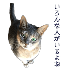 [LINEスタンプ] たお猫ちゃん