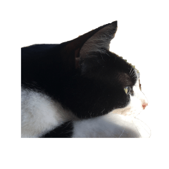 [LINEスタンプ] 白黒猫ミュウ