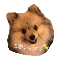[LINEスタンプ] ポメラニアンのもなかくん