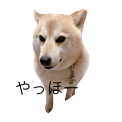 [LINEスタンプ] 柴犬めぐお