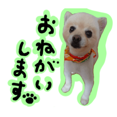 [LINEスタンプ] ぴのくんすたんぷ