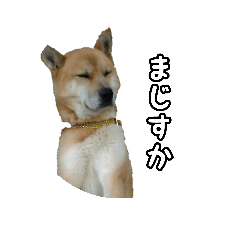 [LINEスタンプ] 僕はあべfet.悟天