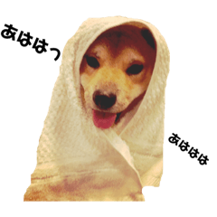 [LINEスタンプ] 柴犬ちくわくん4