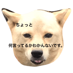 [LINEスタンプ] コロ助の日常Part2