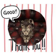 [LINEスタンプ] たつのジョージ