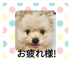 [LINEスタンプ] ヒメのスタンプ