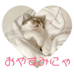 [LINEスタンプ] まめたのスタンプ