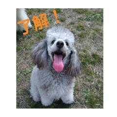 T.Dogs