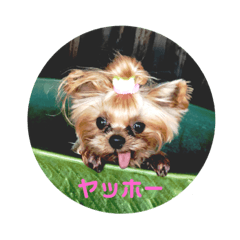 [LINEスタンプ] ベティーちゃん