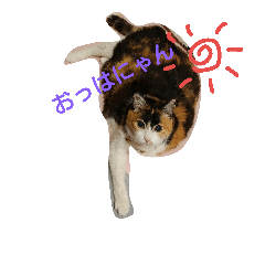 [LINEスタンプ] 三毛猫♡みみ
