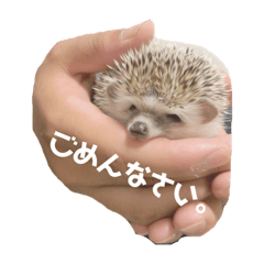 [LINEスタンプ] ハリネズミ のmogくん