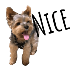 [LINEスタンプ] ヨークシャテリア-犬