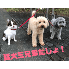 [LINEスタンプ] 猛犬三兄弟(第一弾)日常編