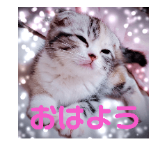 [LINEスタンプ] リアル にゃんこ