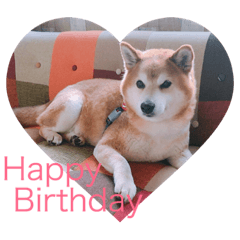 [LINEスタンプ] とても大切な犬です