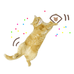 [LINEスタンプ] ゆずちゃんスタンプ  (実写)