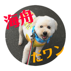 [LINEスタンプ] 盲目トイプー海舟スタンプ
