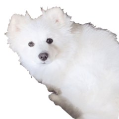[LINEスタンプ] 愛犬 まーくん