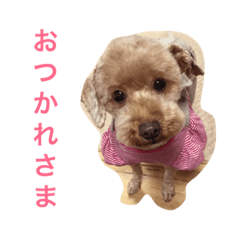 [LINEスタンプ] トイ・プードル  イリス