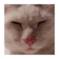 [LINEスタンプ] 保護猫すたんぷ 5