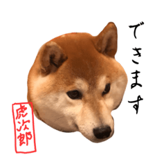 [LINEスタンプ] 虎次郎がかわいいスタンプ