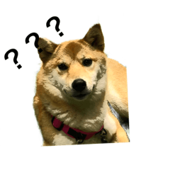 [LINEスタンプ] 柴犬 鈴
