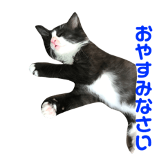 [LINEスタンプ] ハチワレ猫そらちゃん