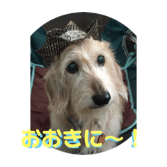 [LINEスタンプ] ワイヤーダックスQooちゃん3