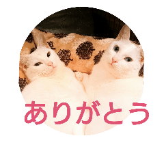[LINEスタンプ] 猫達と一言