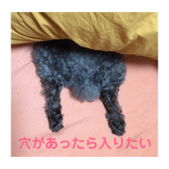 [LINEスタンプ] トイプードルのひよこさん