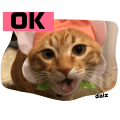 [LINEスタンプ] 茶トラの大ちゃん