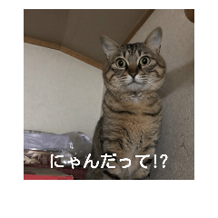 [LINEスタンプ] シマアジの可愛いスタンプ