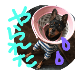 [LINEスタンプ] りんちゃんが使うスタンプ